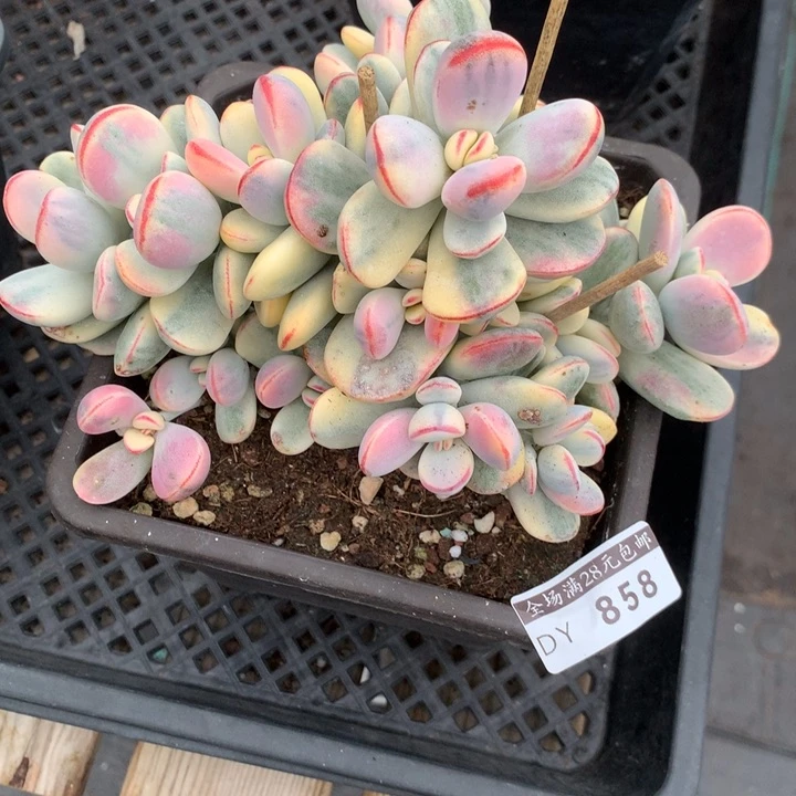 乒乓福娘锦多肉植物