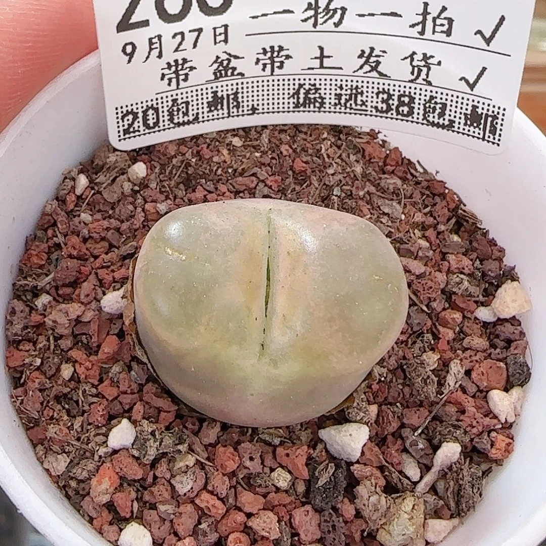 多肉0927--266毛汗尼