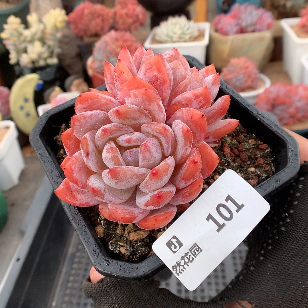 101雪天使多肉植物666