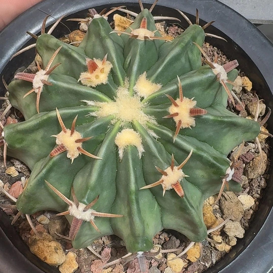 晨***子实生王凌波仙人球