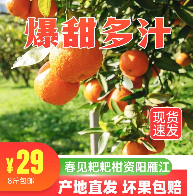 春见耙耙柑核心产区四川资阳雁江草莓般甘甜多汁自家果园福利多