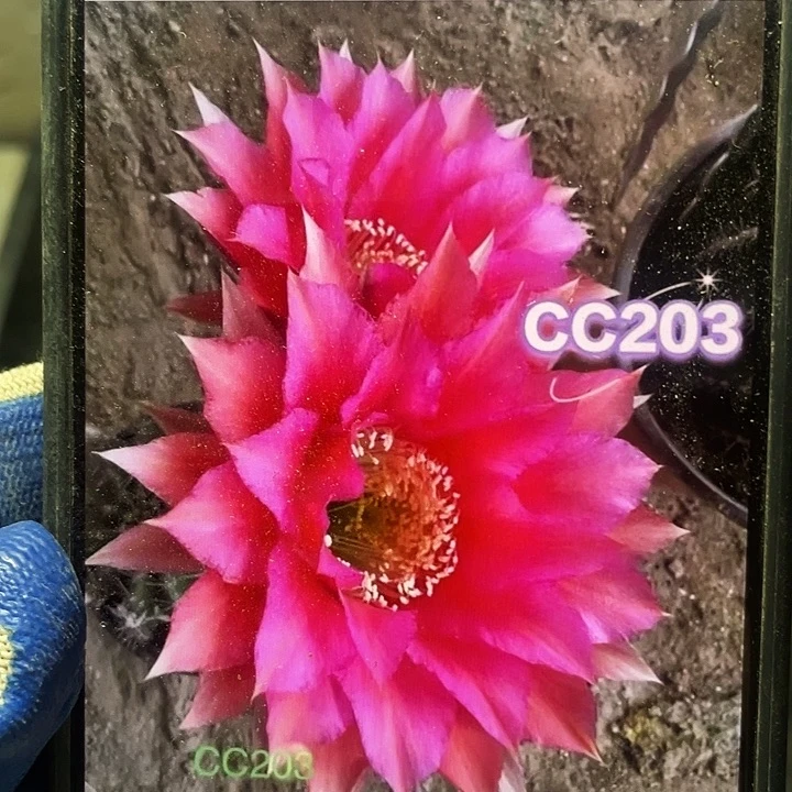 cc203侧芽歪5公分以上满18包邮