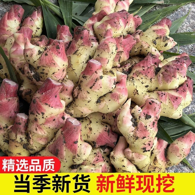 云南高山生吃新鲜小黄姜生姜辛辣浓郁健康美味现挖现发