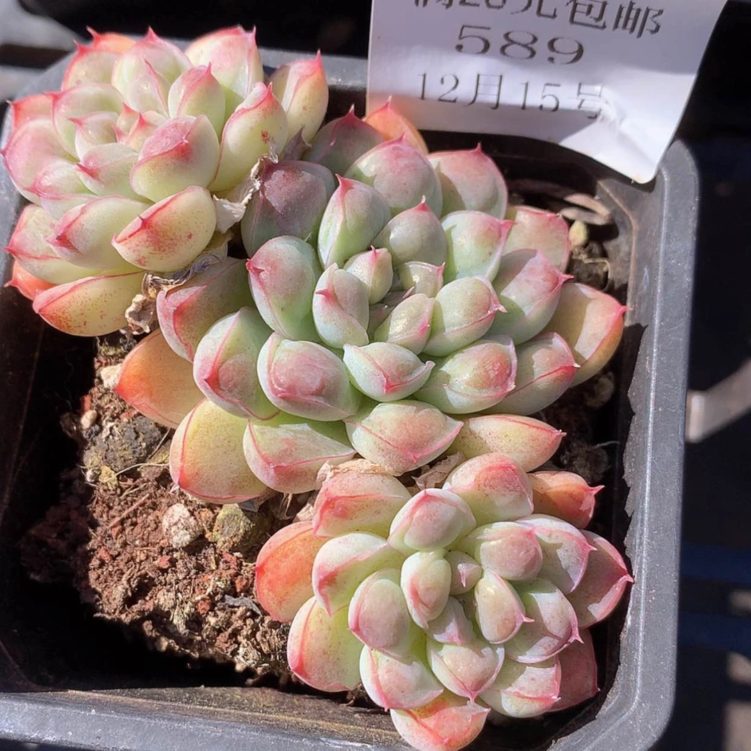 【闪购商品】云589号兔兔利