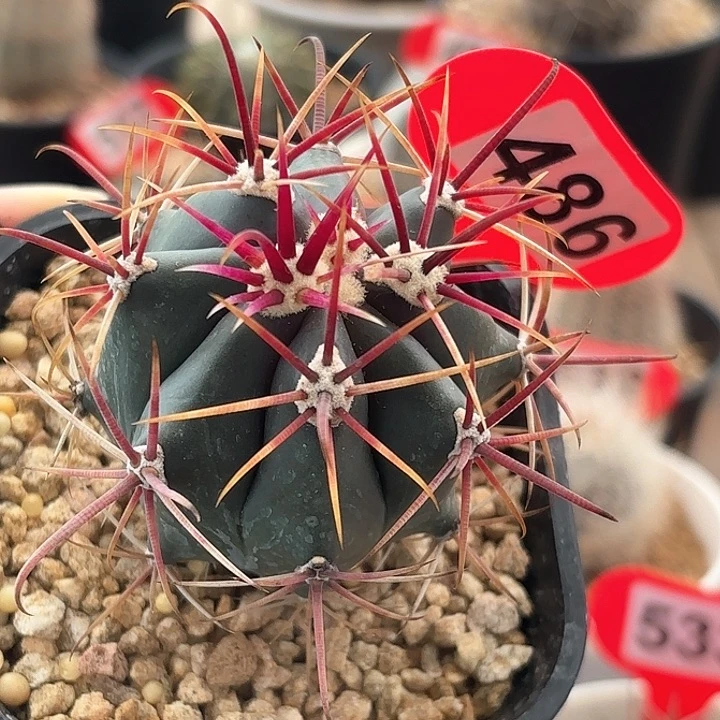 仙人球实生刈穗玉