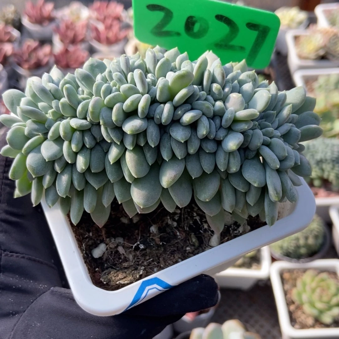 2027粉珍妮缀多肉植物