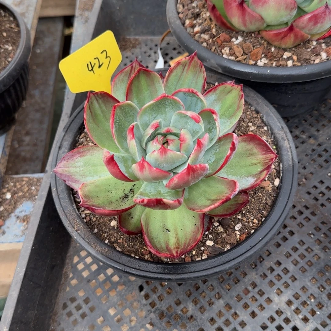 花脸拉丝惊鸿一物一拍包装收缩花旱423