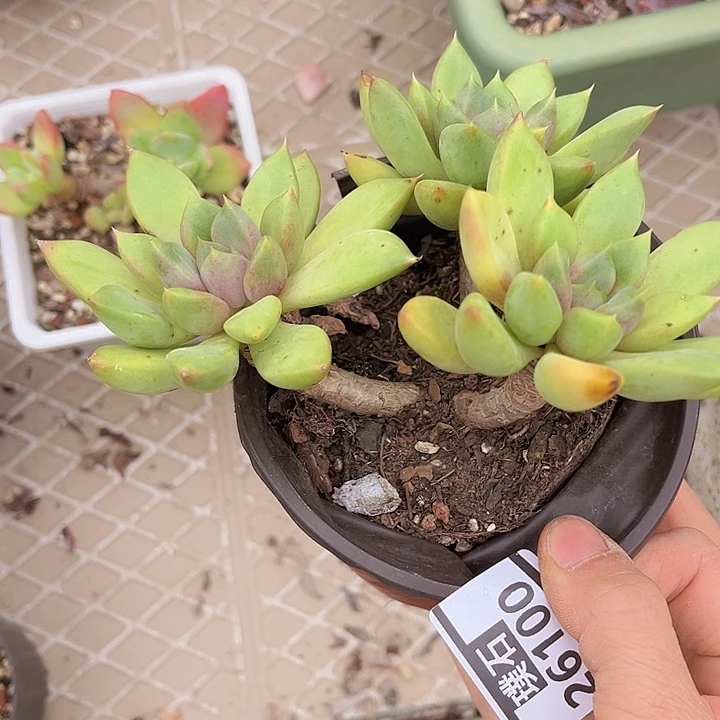 红象牙26100多肉植物
