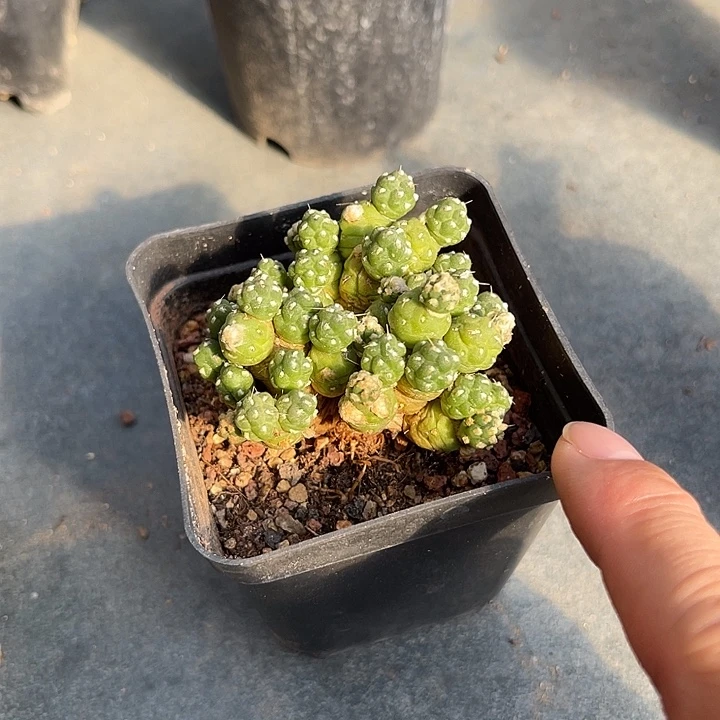 无花朵罗西安娜一物一拍