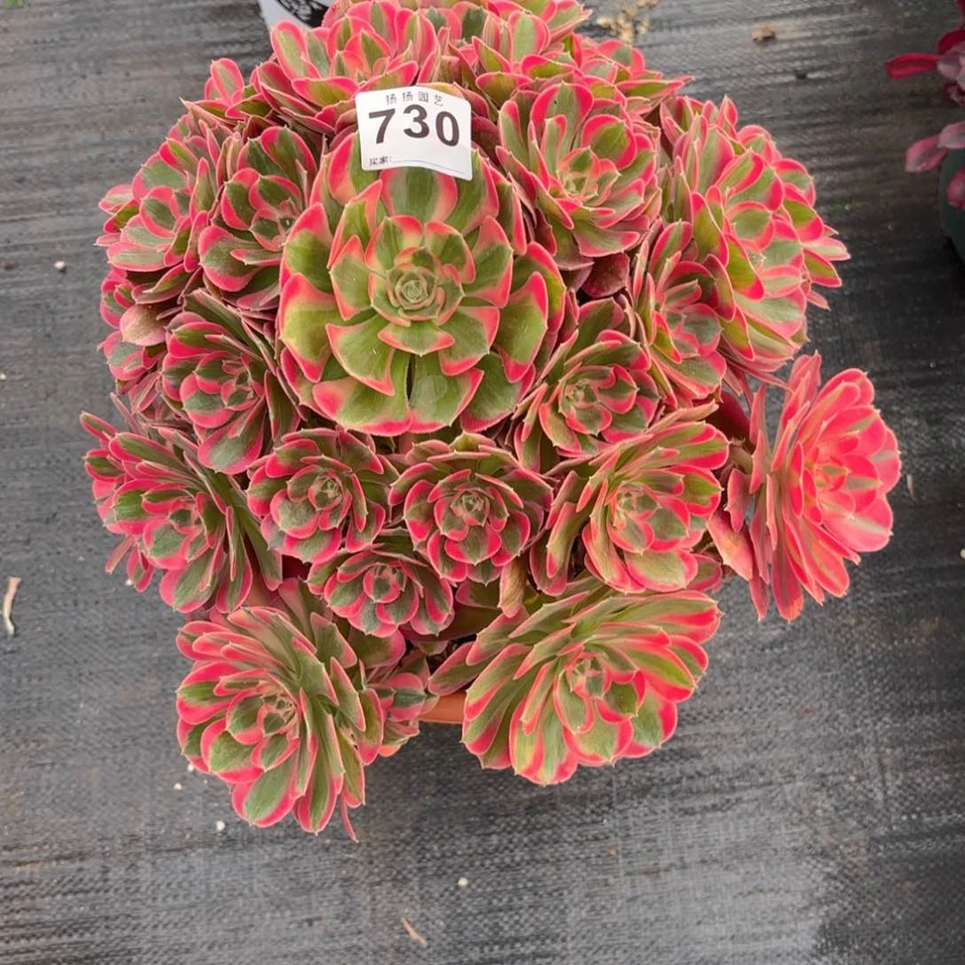 陌*12  730多肉法师