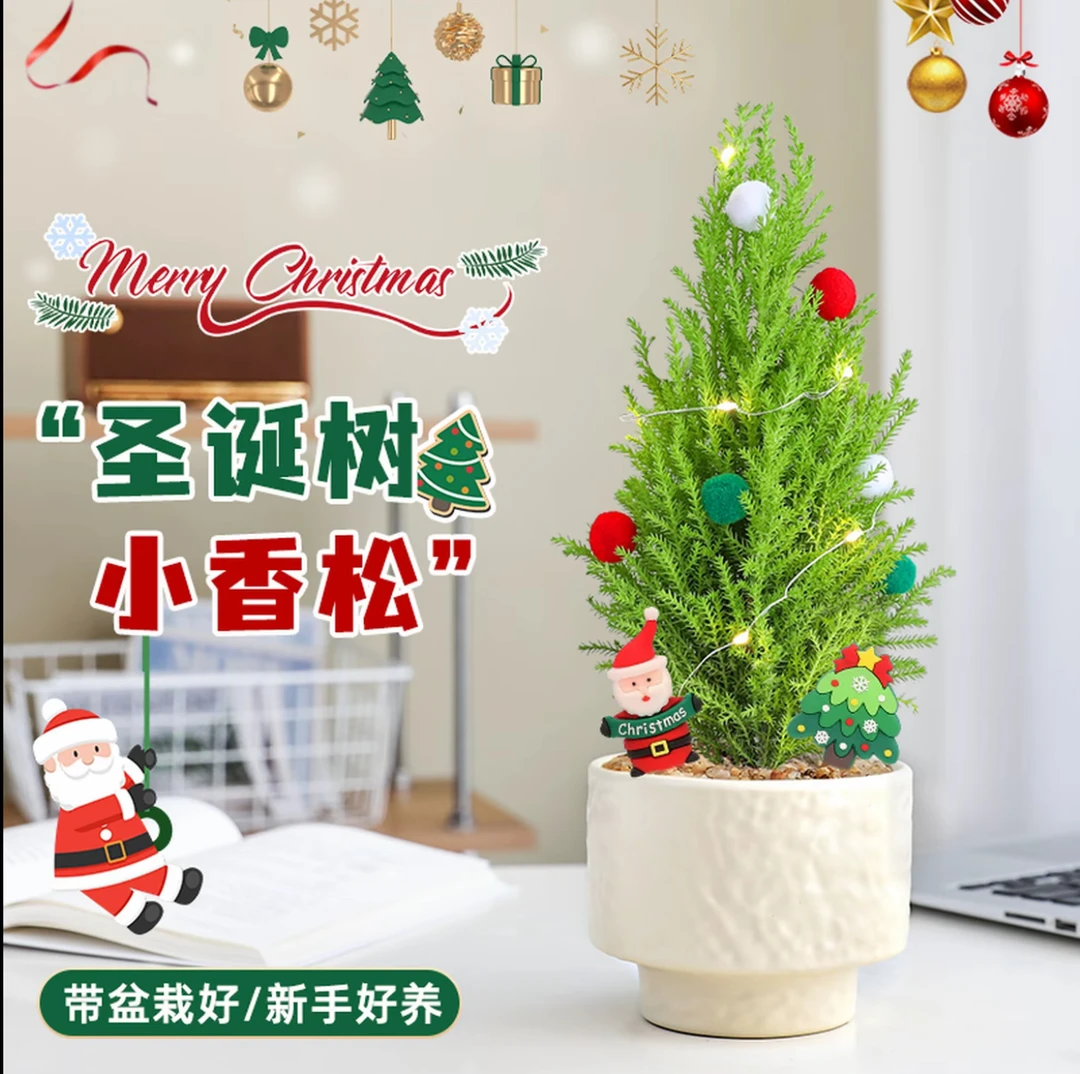 【圣诞礼物】小香松圣诞树盆栽室内桌面绿植好养净化空气植物送礼
