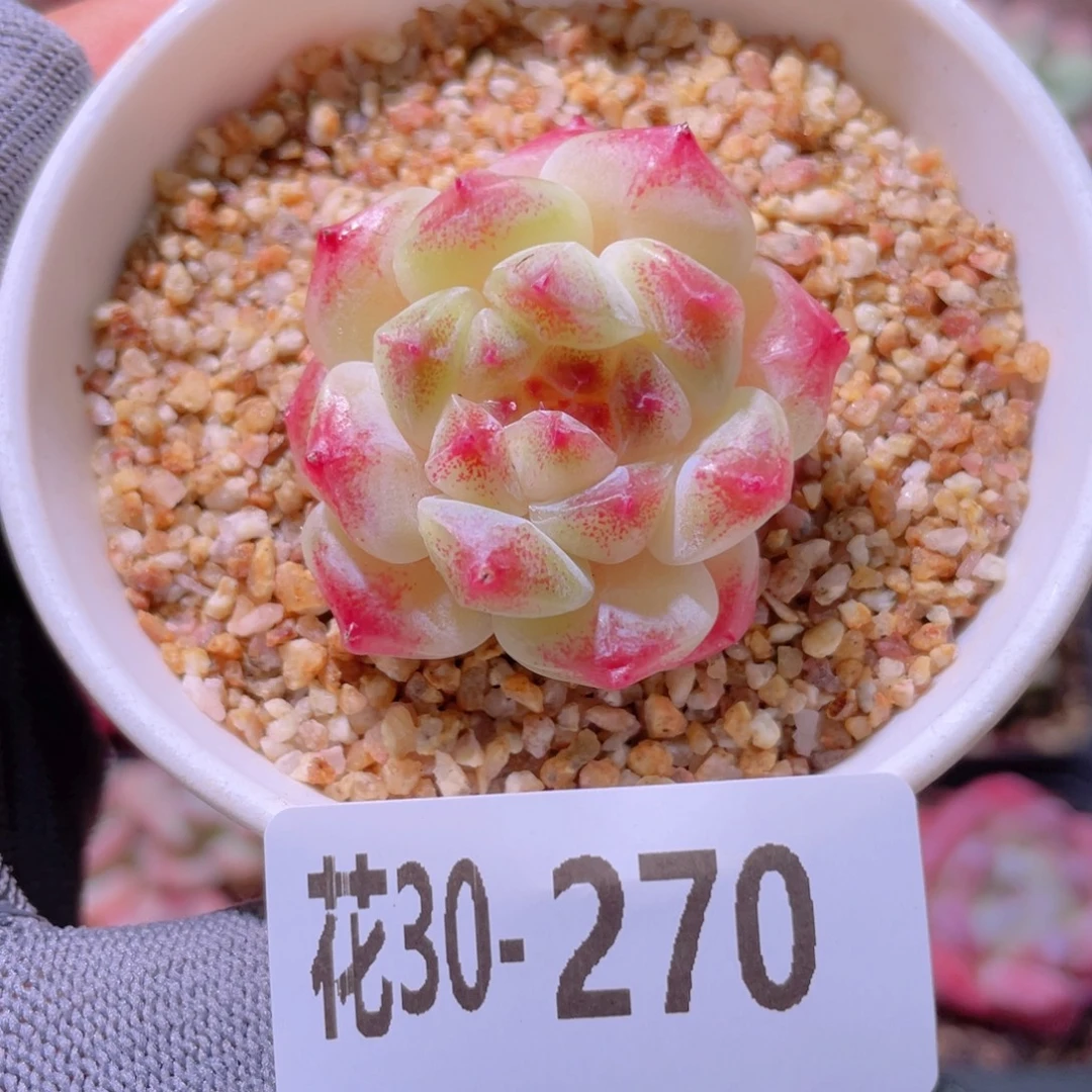 花利美30-270秘境冰魄
