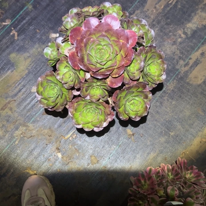 不包侧枝一物一拍97