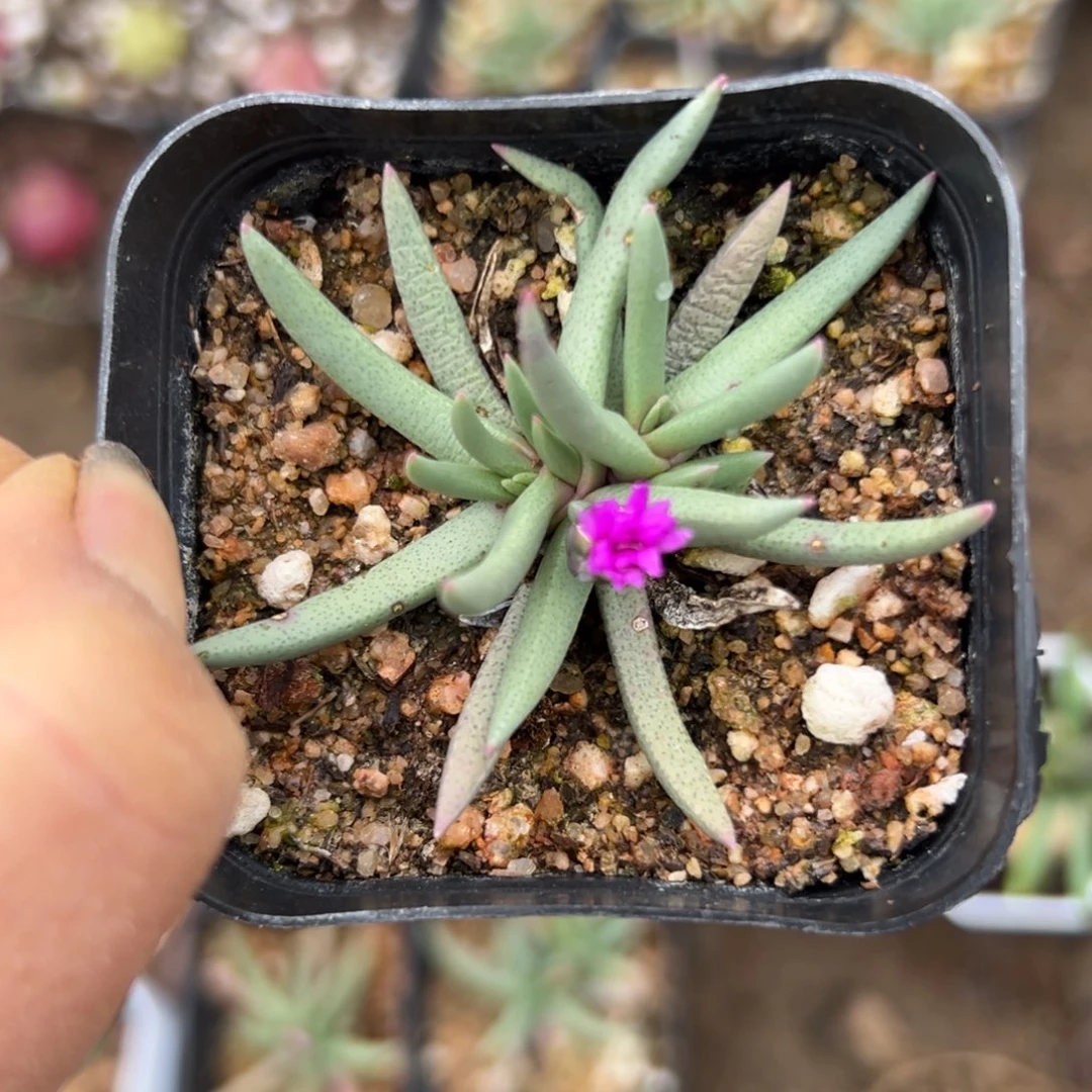 多头中央音乐学院