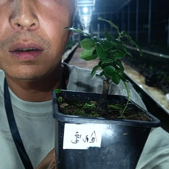 无花朵金弹子金元宝071
