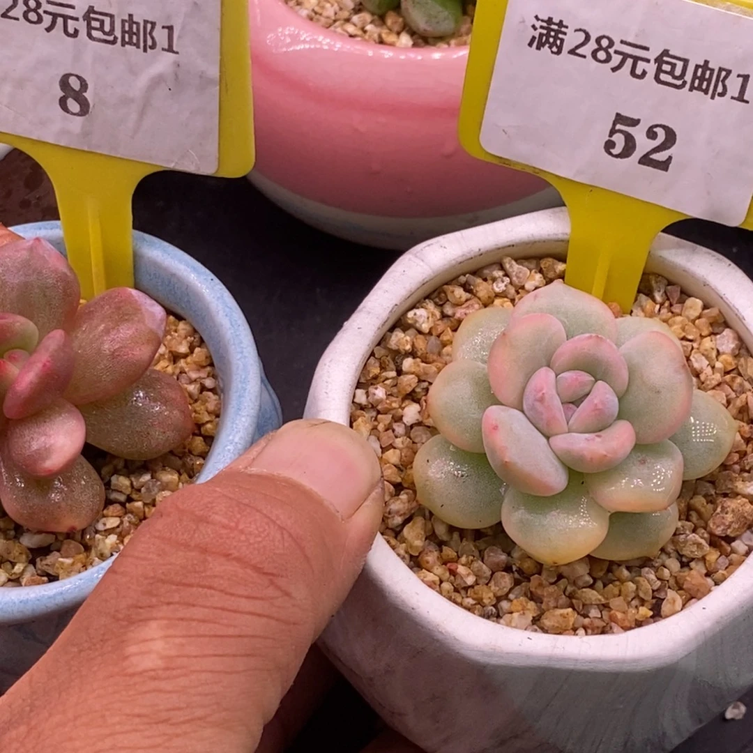 6***静18.152橙子拉丝，锦