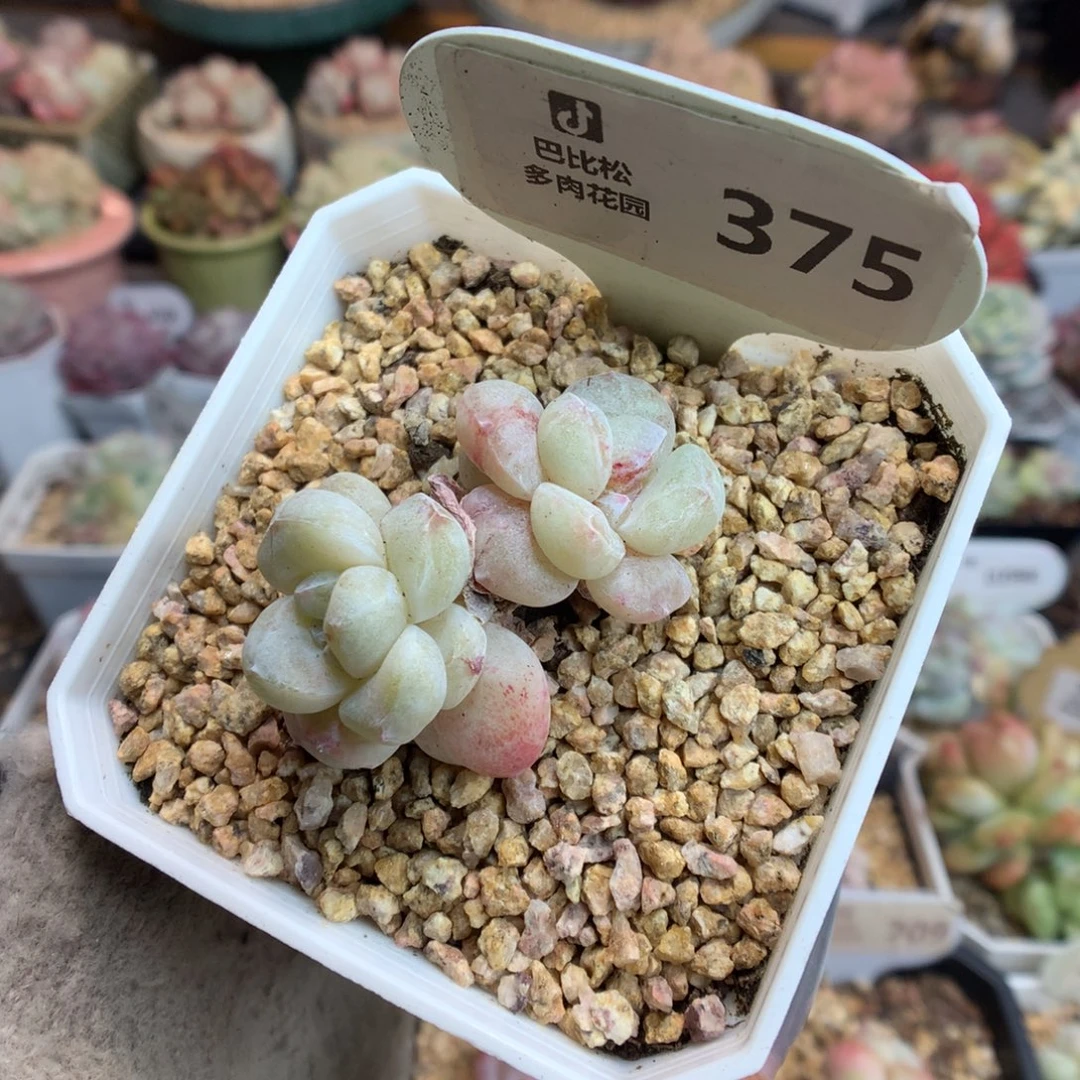 375冰玉石化新年好