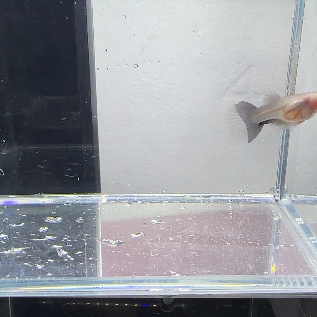 孔雀鱼蓝礼服玻璃猫一对