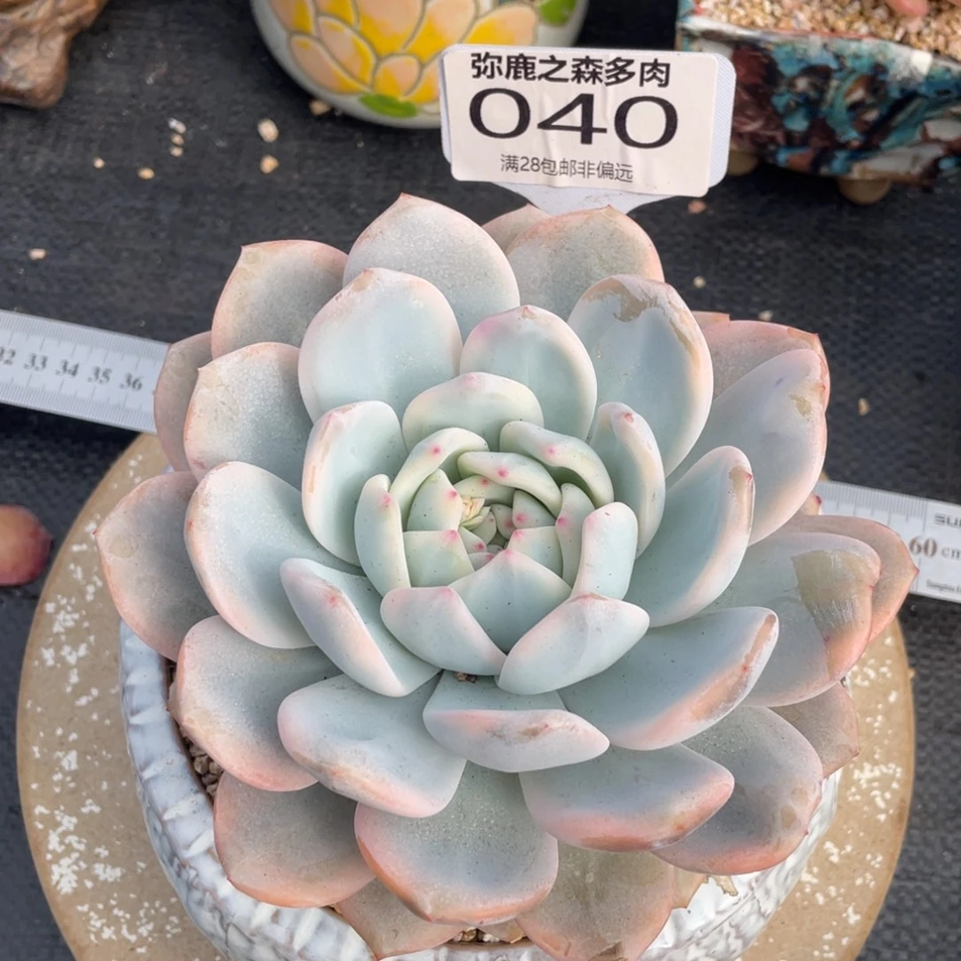 弥鹿之森多肉0040