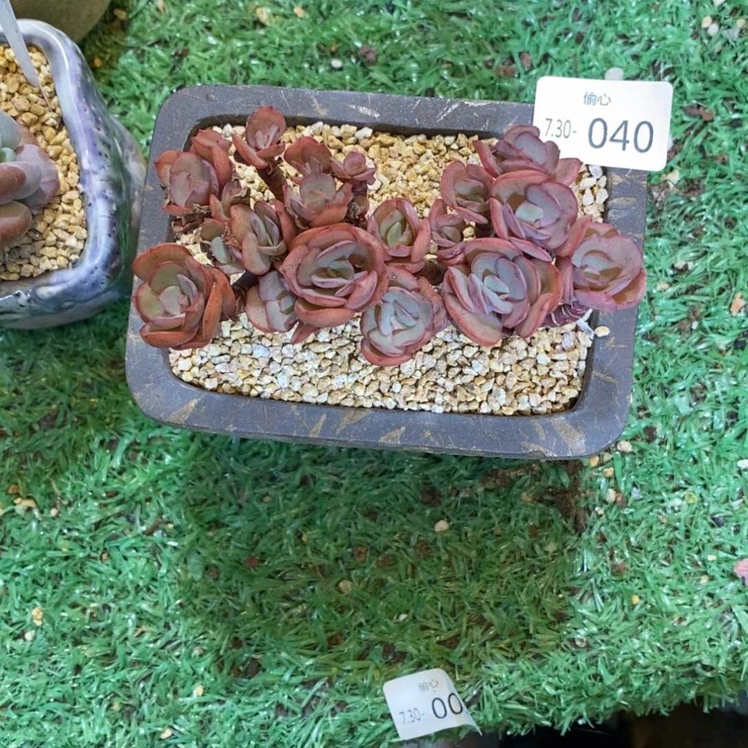 美****✨730040多肉群多肉多肉