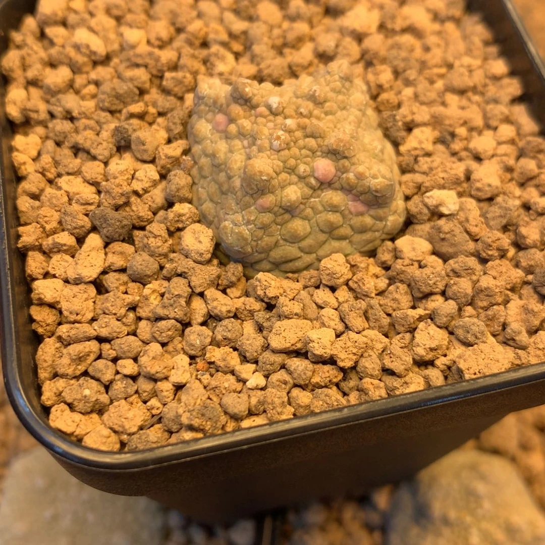 天***甍专拍一物一拍实生。