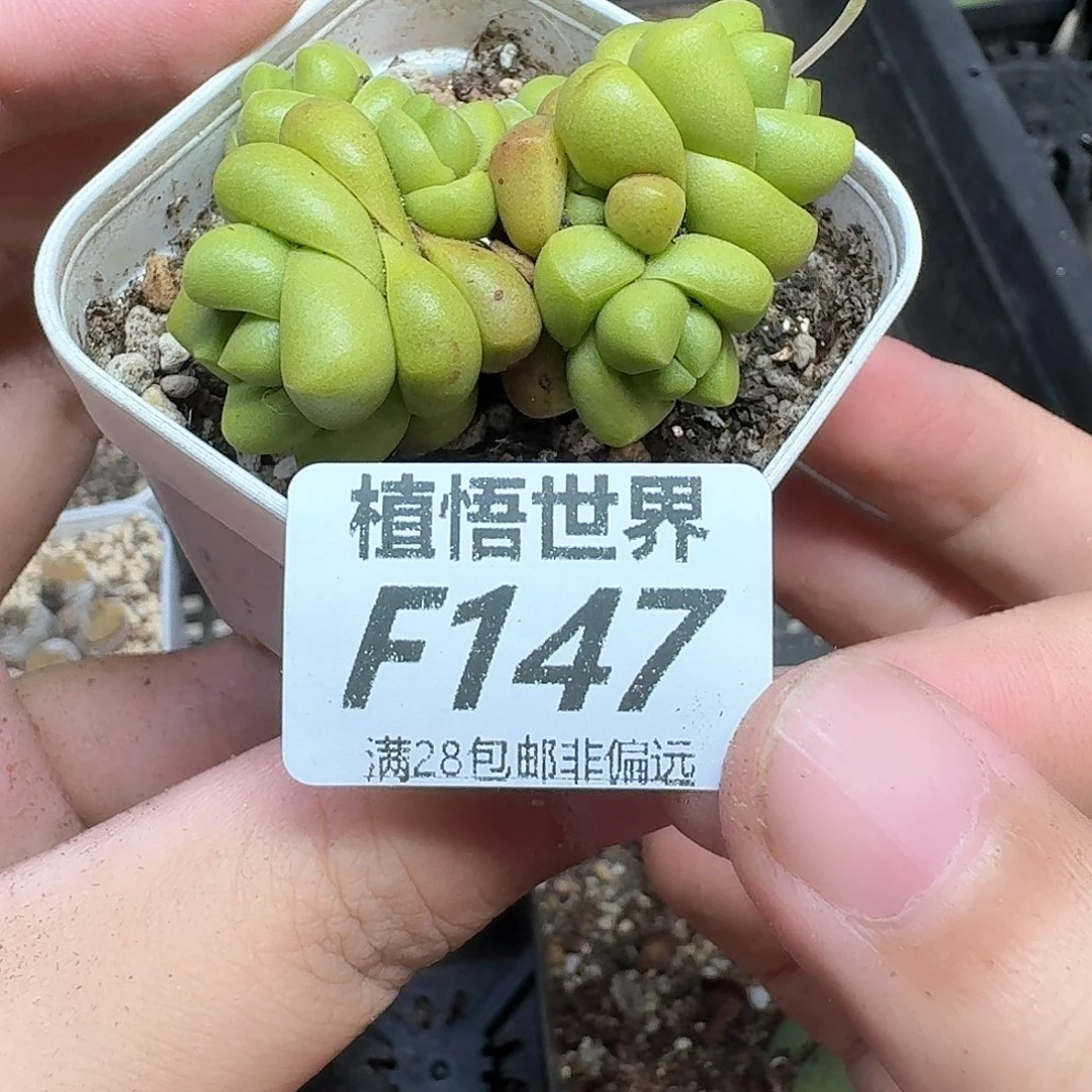 多肉植物的人啊发发