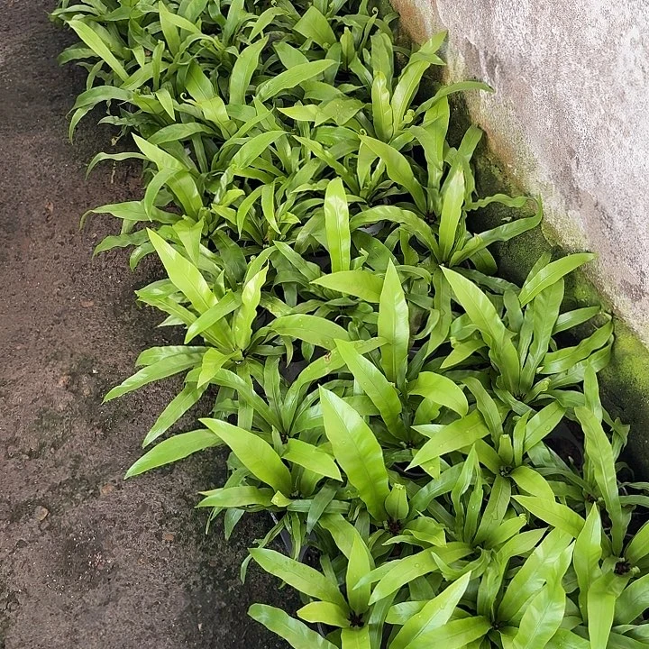 完全开放蕨类植物一颗