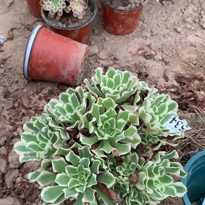 534雨花石绣球东棚
