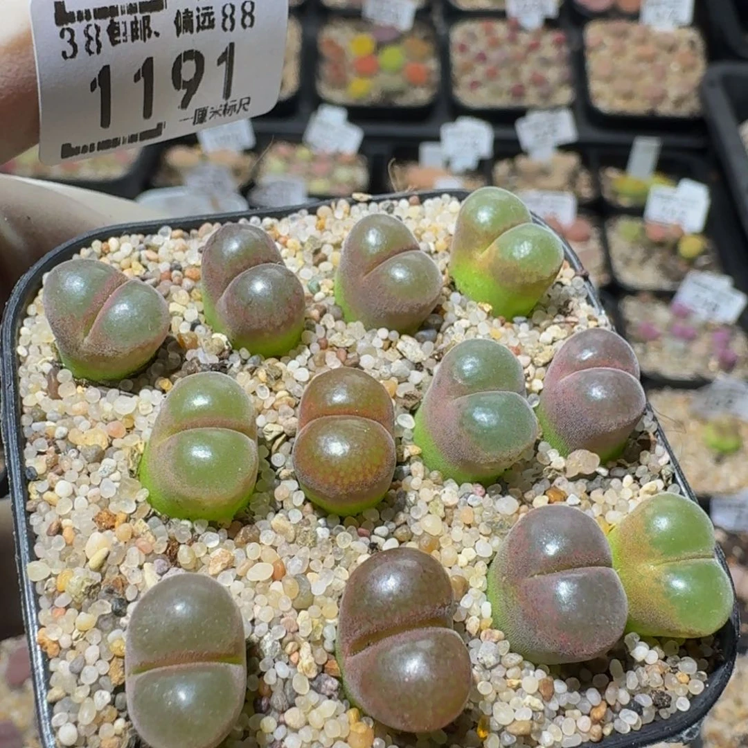 zzzz生石花肉锥1191