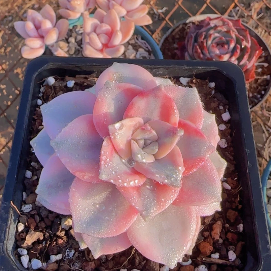 【闪购商品】紫乐锦