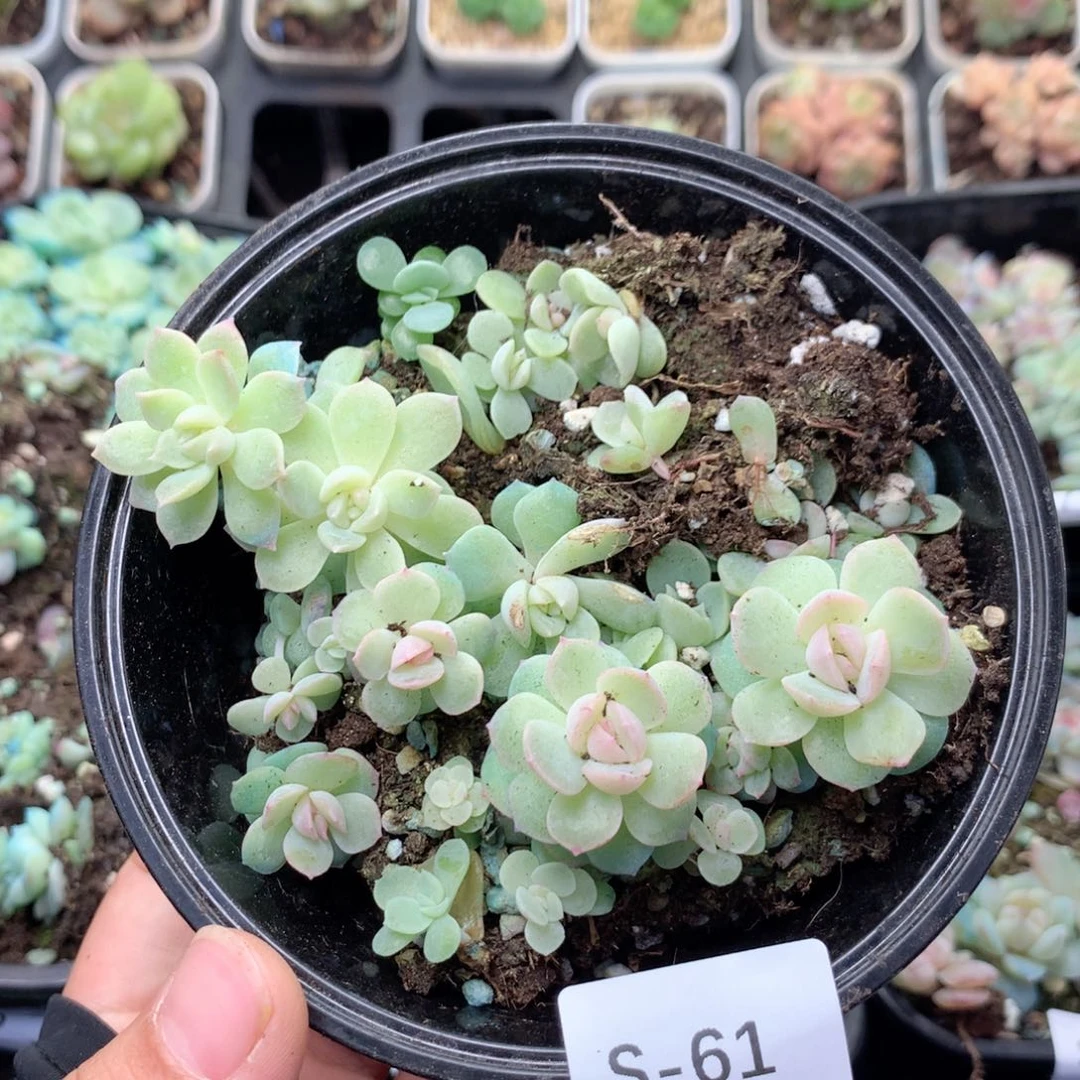 无花朵S61英语英语