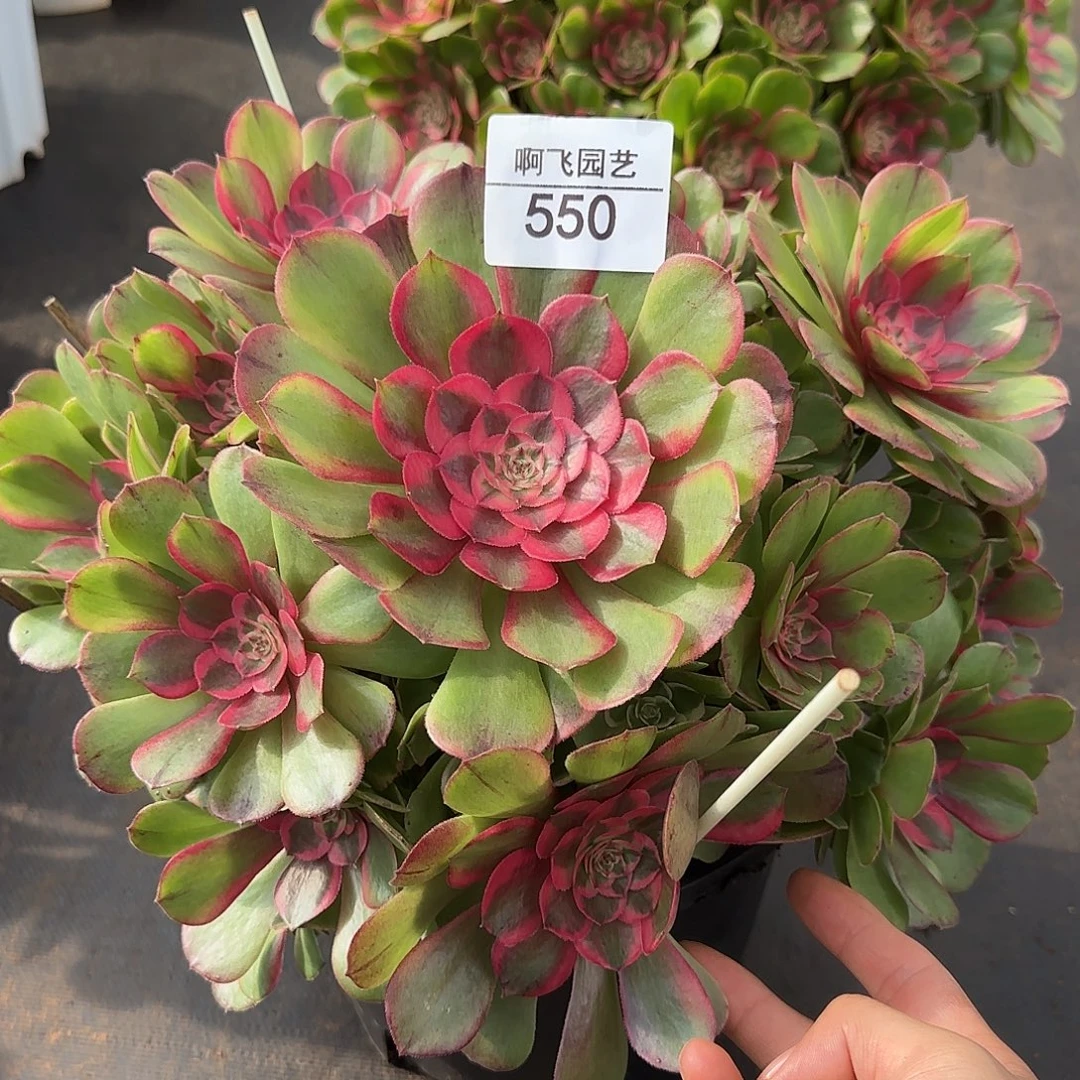 550多肉 绿体荔枝福利法师