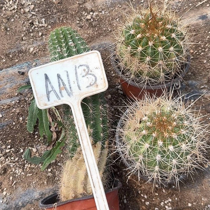 人***见An13毛花柱瑕疵球西面的