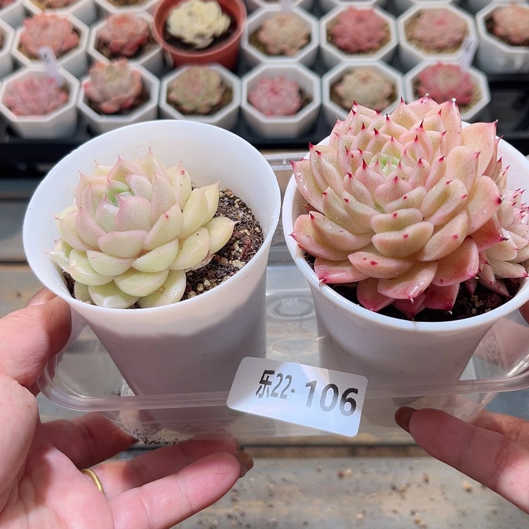 乐22-106 麦秆2颗