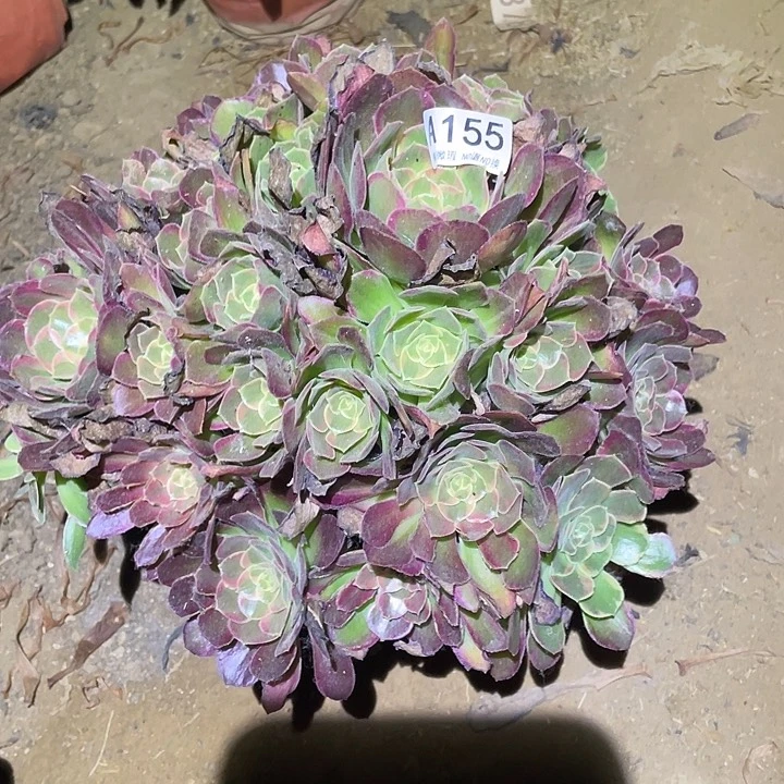 多肉植物法师155安娜