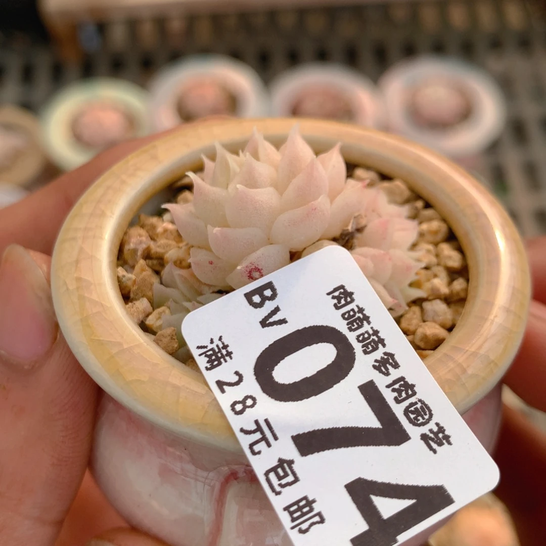 P肉萌萌5cm拇指盆精控多肉BV074