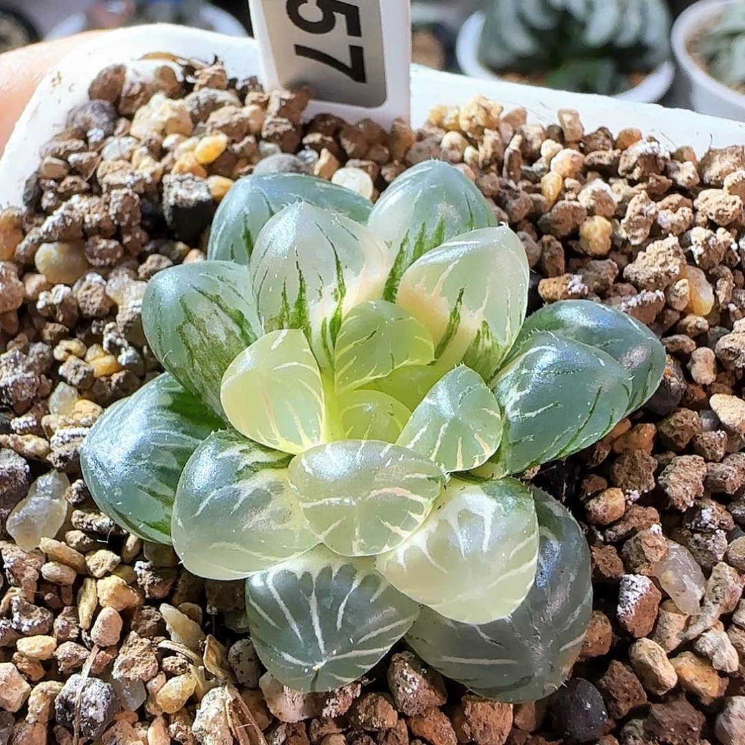 157号大窗冰灯玉露锦一物一拍带盆土