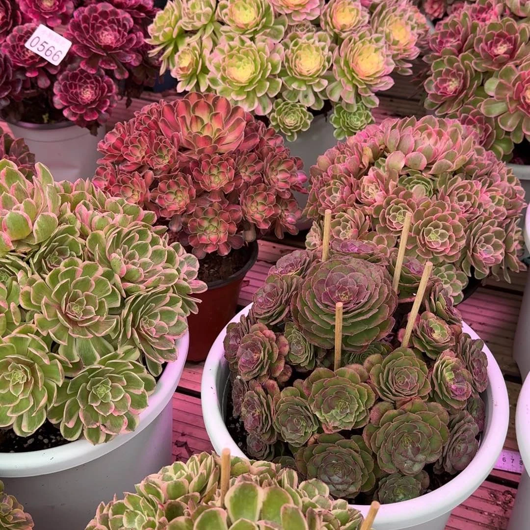@***生多肉植物法师13妹福利