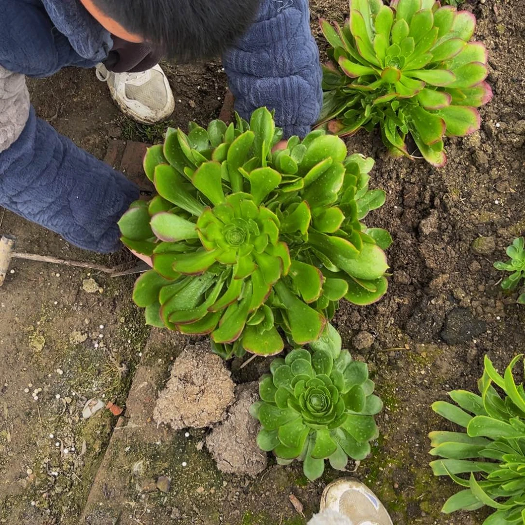 玫瑰多肉法师多肉植物捧花