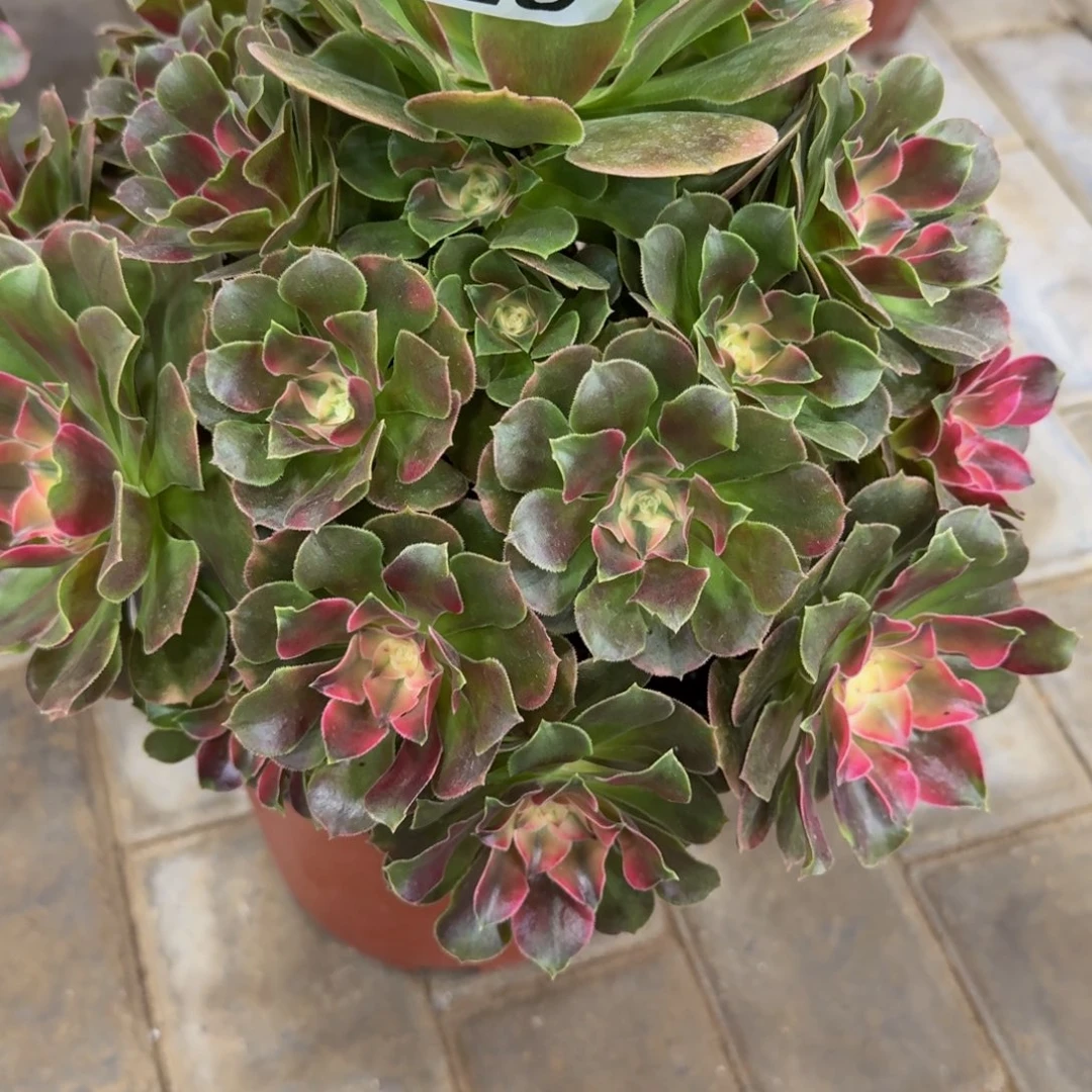 小***儿香妃老桩328肉肉肉