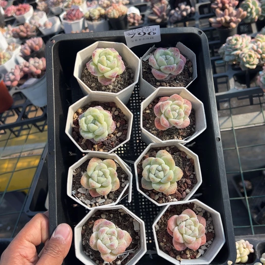 796号瑕疵冰玉到手8颗 一物一拍