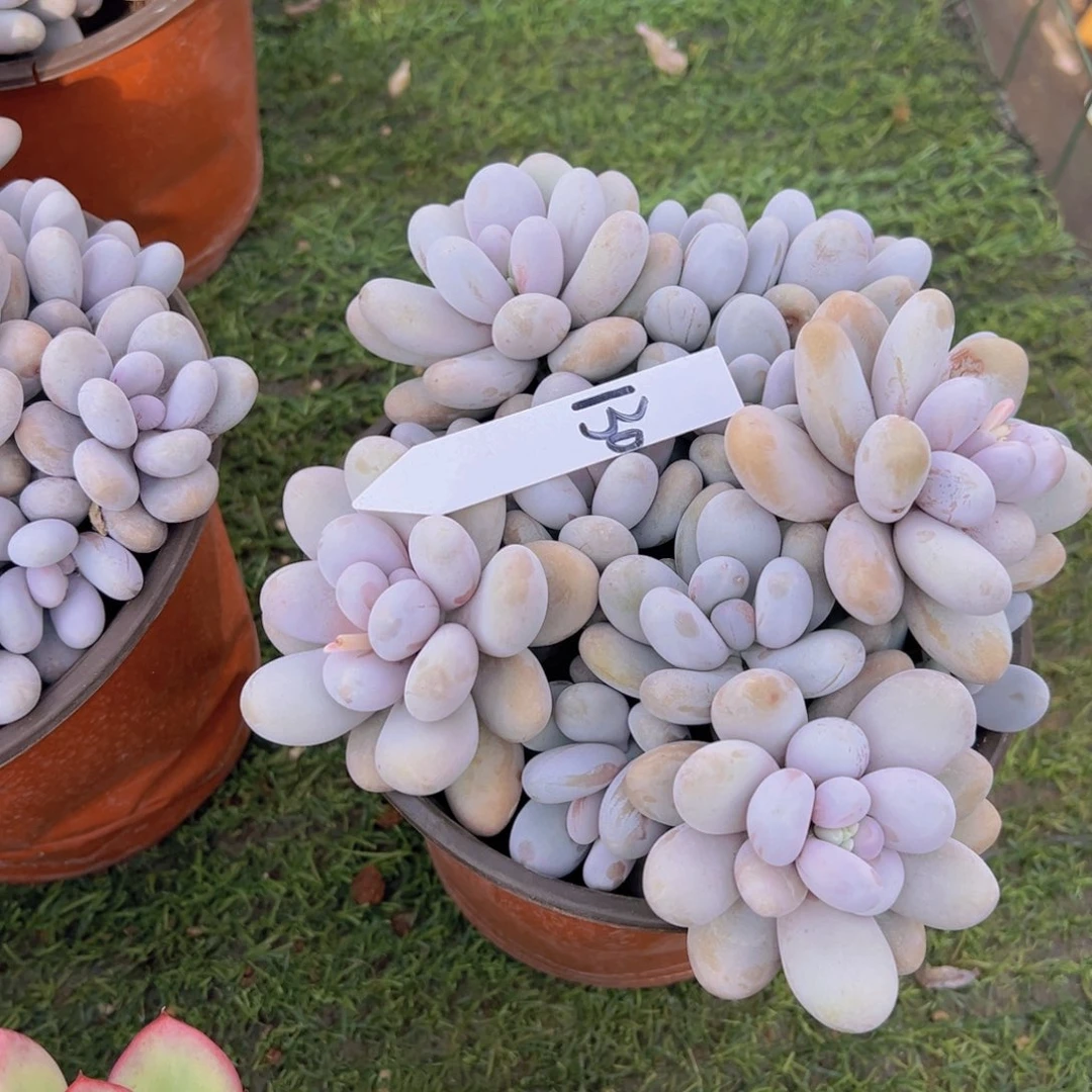 香玉的故事是一个人的