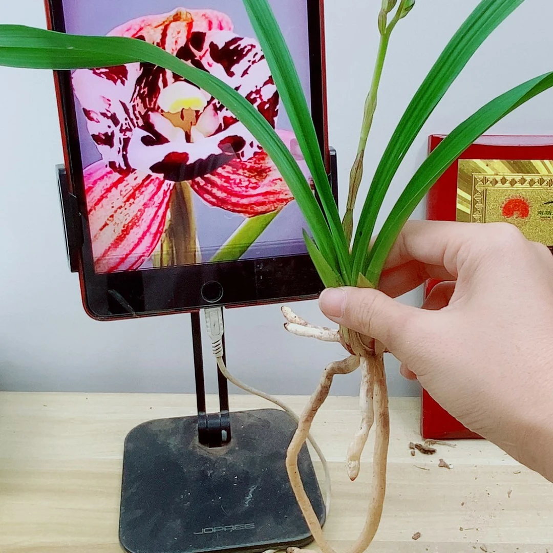 当前无花朵，栽培后可花朵