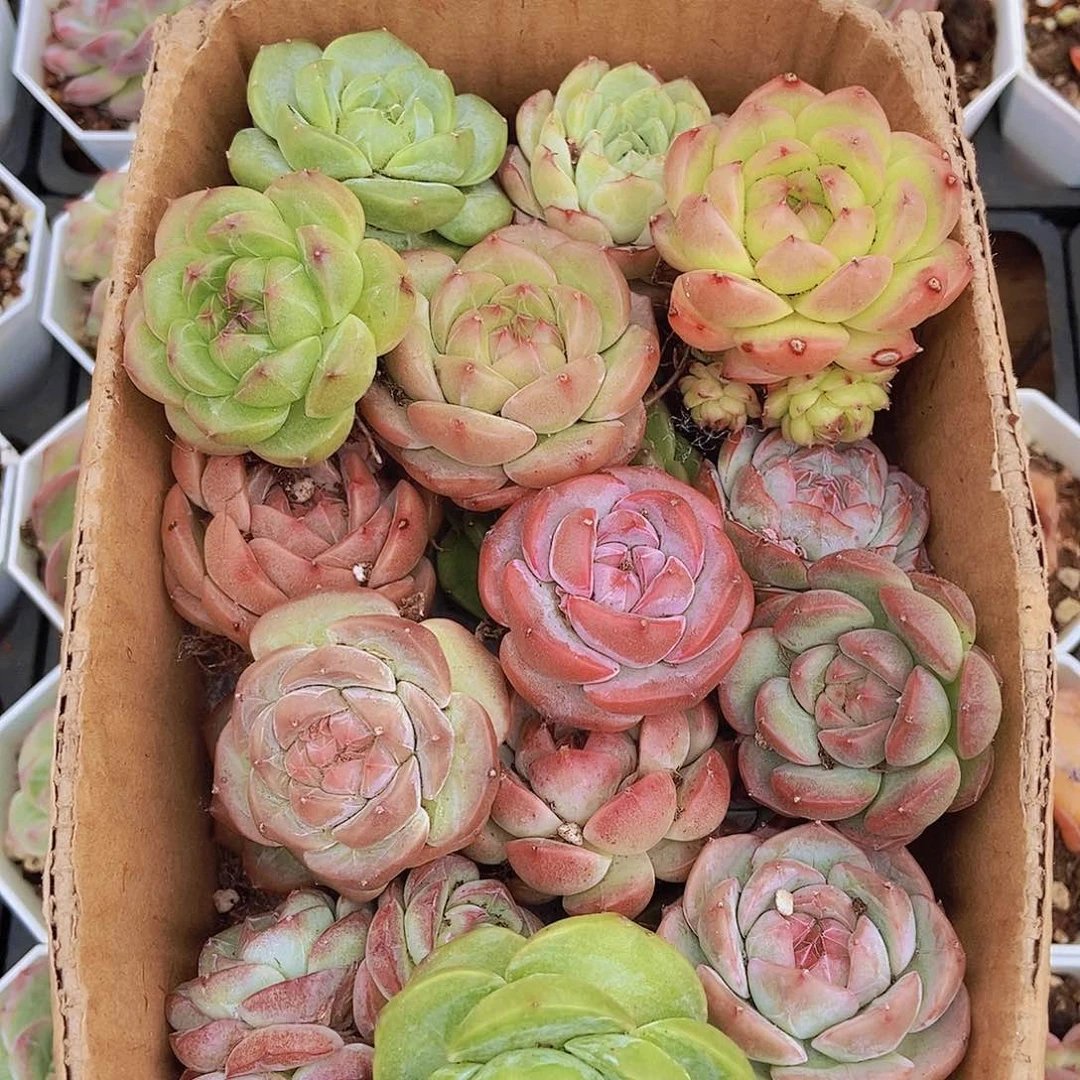 000000002量拍保底20颗