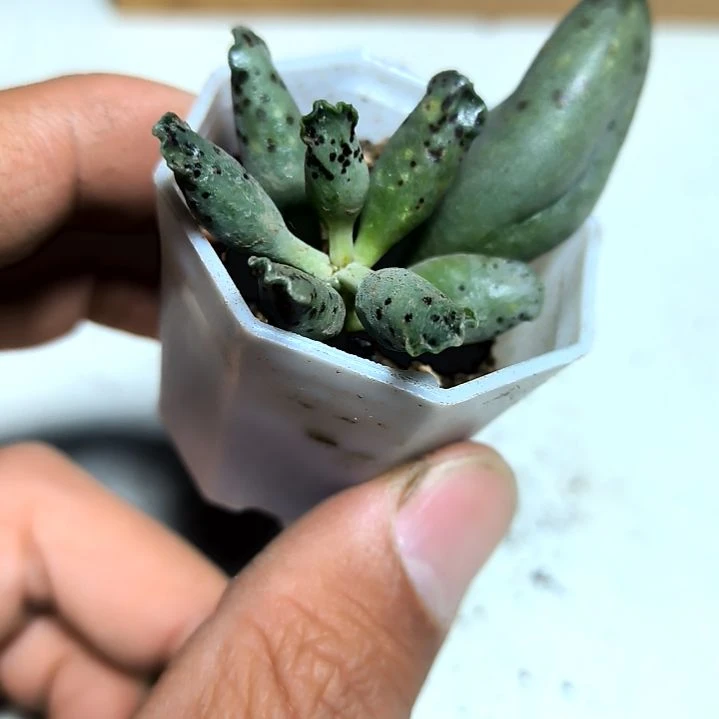 满6元包邮，海豹一颗