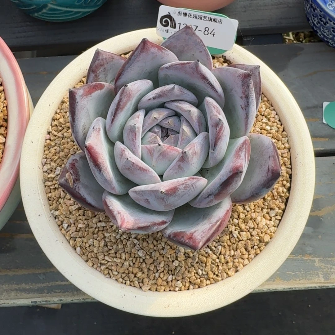 从前慢多肉精选编号1217.84