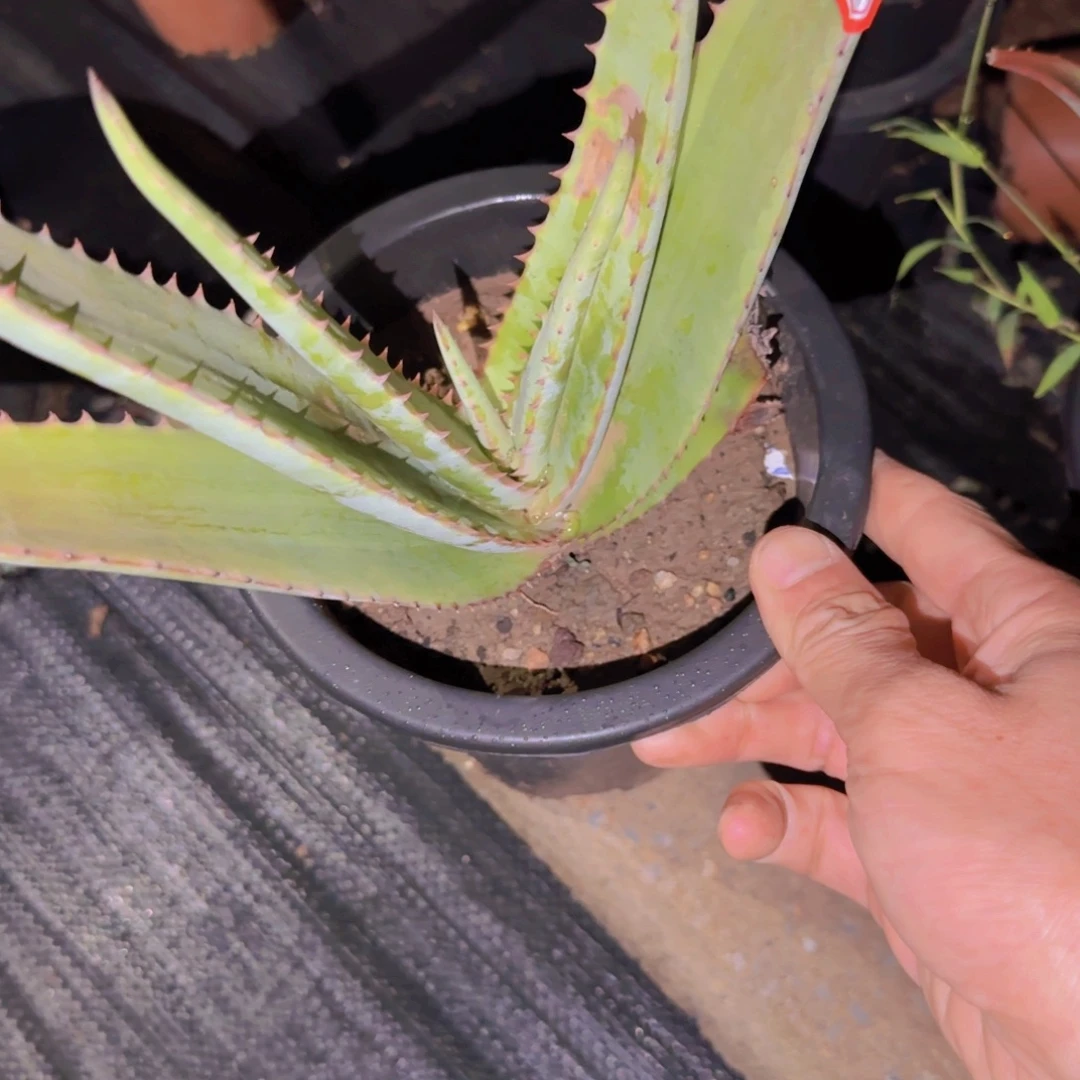块根植物块根植物块根