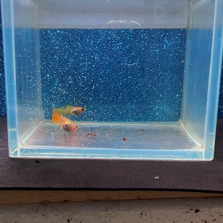 孔雀鱼黄金玻璃猫