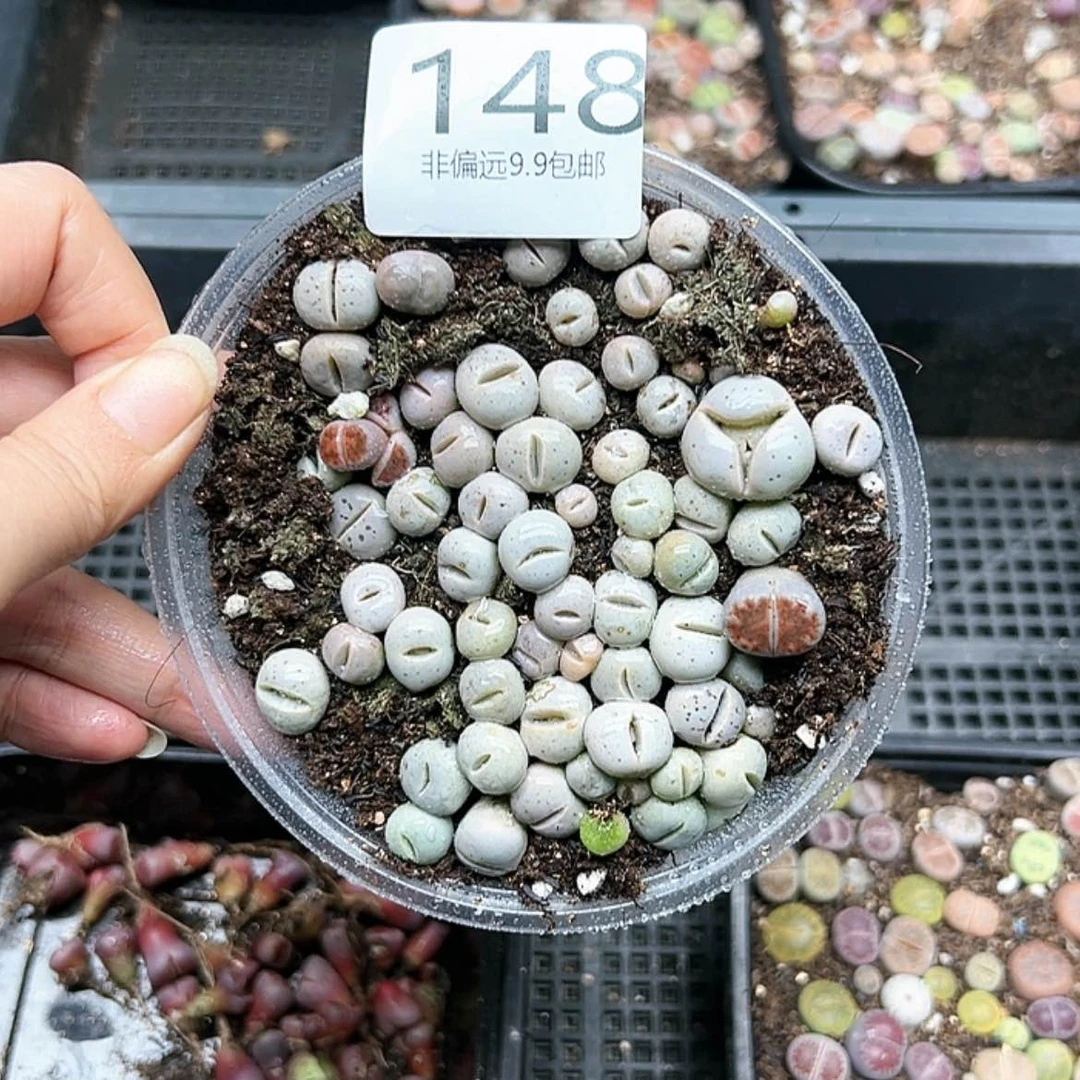 【闪购商品】148号大白灵药