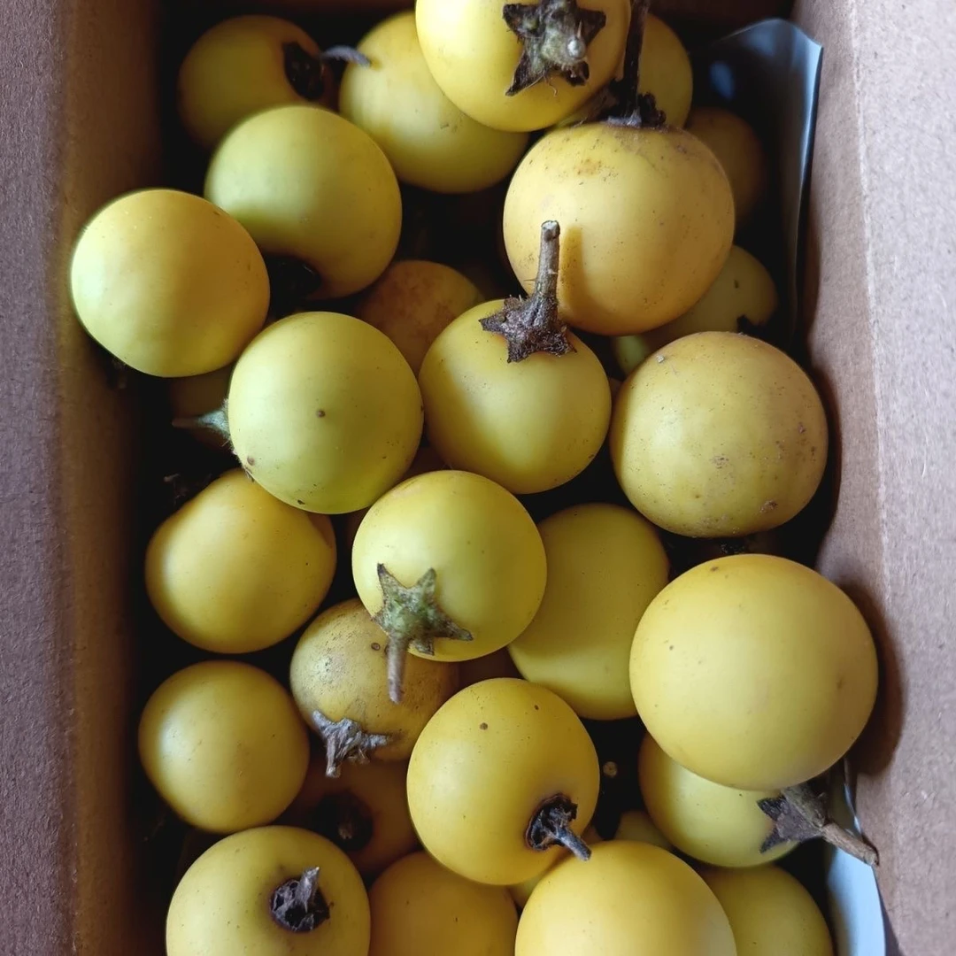 新鲜刺天茄（苦天茄）小黄果子喀西茄茄子野茄子苦茄